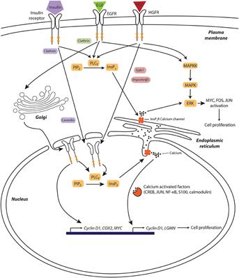 Calcium Signaling in Liver Injury and Regeneration